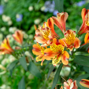 Peruvian lily plants