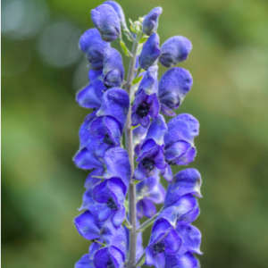 Monkshood